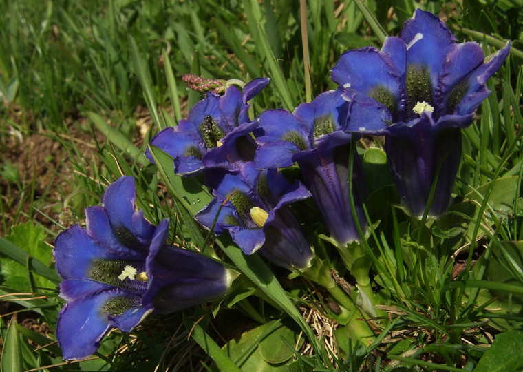 Gentiana kochiana