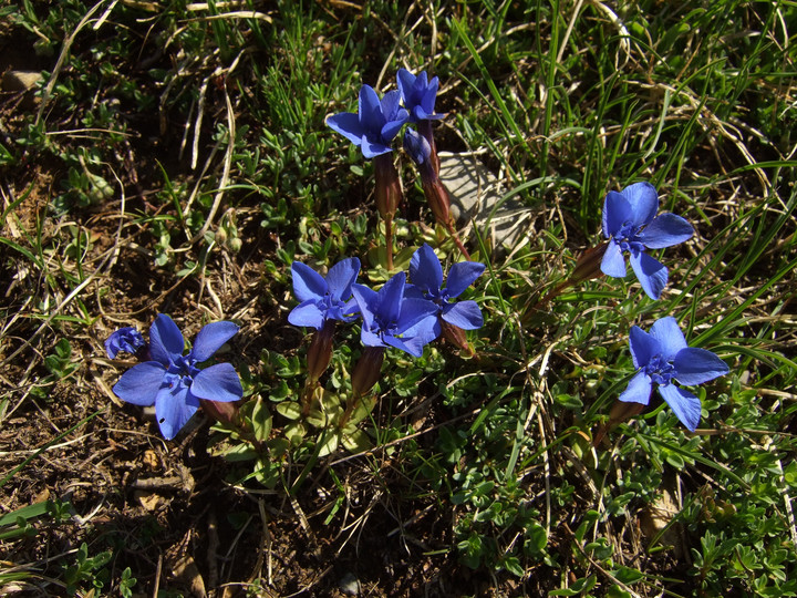 Gentiana orbiculare