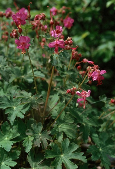 Geranium macrorrhizum