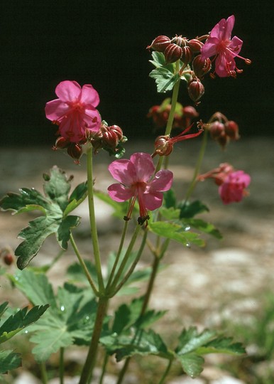 Geranium macrorrhizum