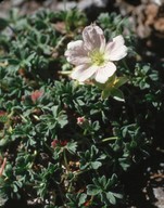 Geranium cinereum