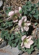 Geranium cinereum