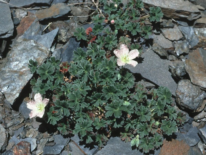 Geranium cinereum