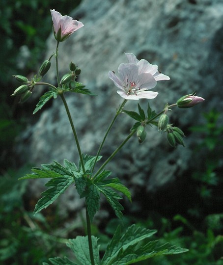 Geranium rivulare