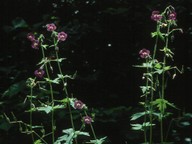 Geranium phaeum