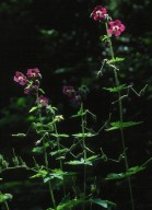 Geranium phaeum