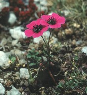 Geranium subcaulescens