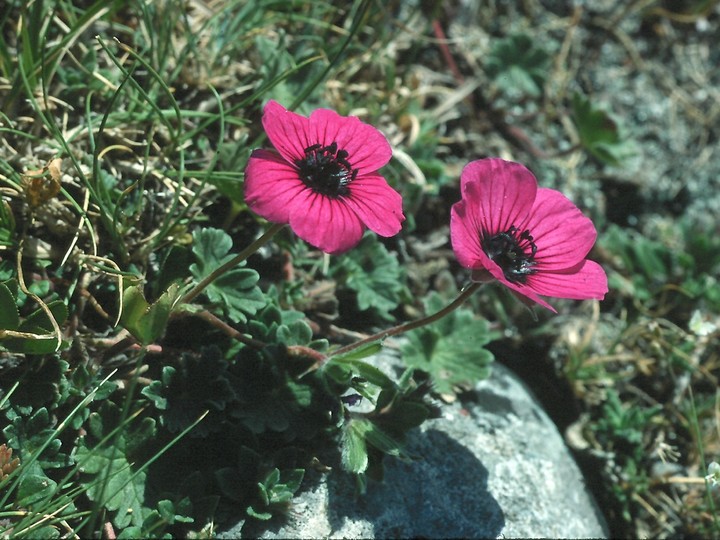 Geranium subcaulescens