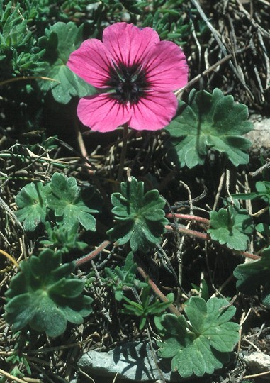 Geranium subcaulescens