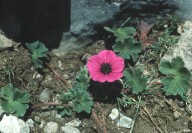 Geranium subcaulescens