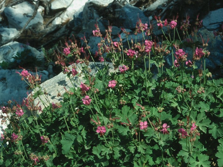 Geranium macrorrhizum