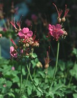 Geranium macrorrhizum