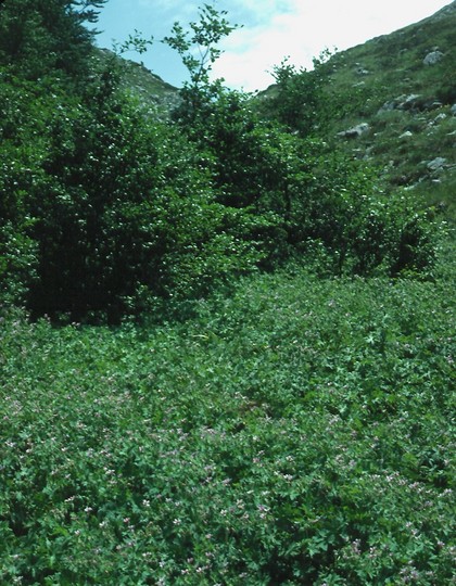 Geranium asphodeloides