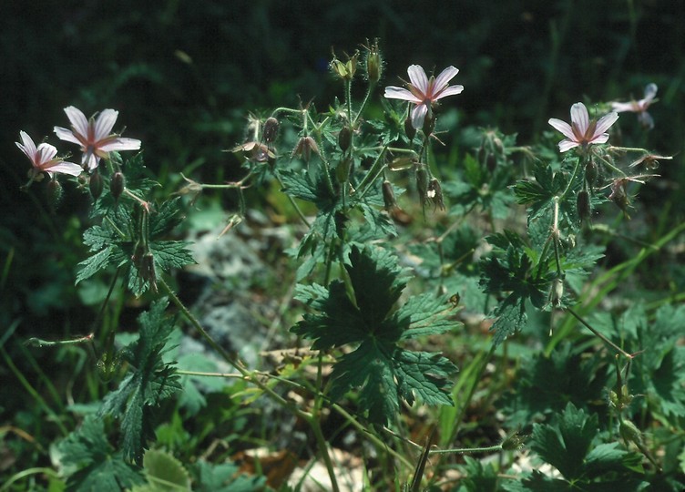 Geranium asphodeloides