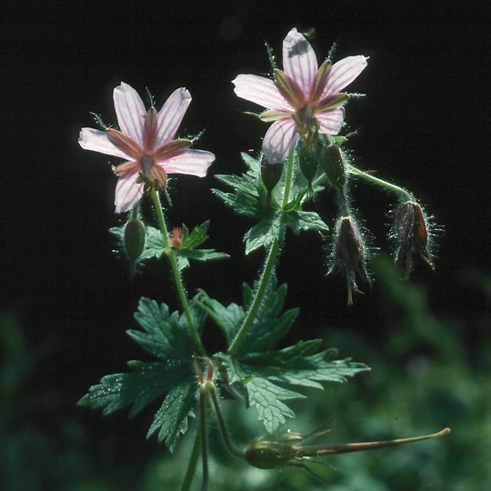 Geranium asphodeloides