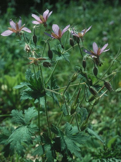 Geranium asphodeloides