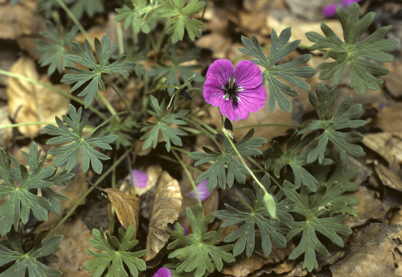 Geranium sp.2