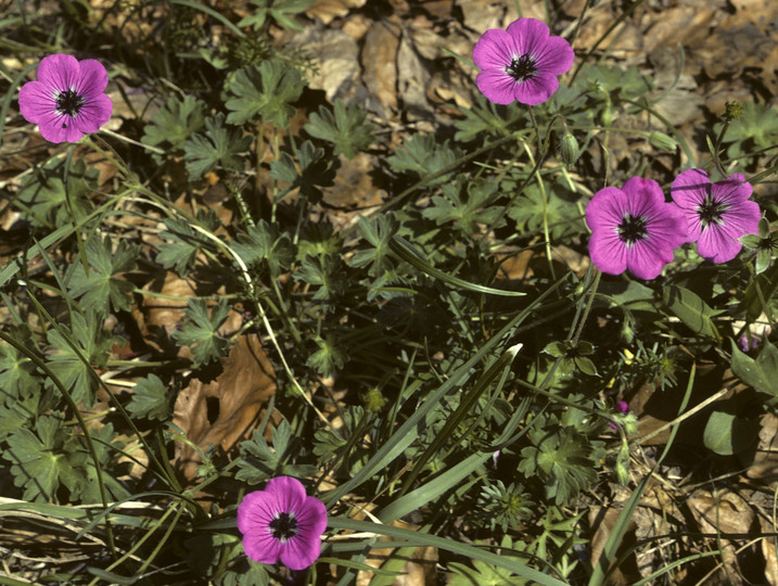 Geranium sp.2