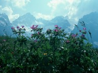 Geranium sylvaticum