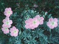 Geranium argenteum