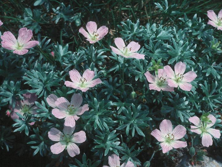 Geranium argenteum