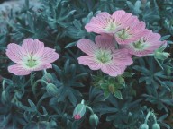 Geranium argenteum