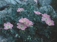 Geranium argenteum