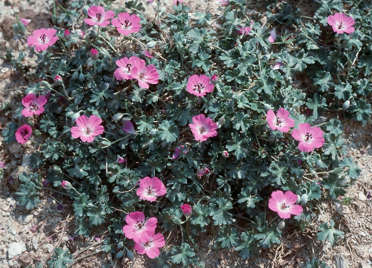 Geranium cinereum cfr