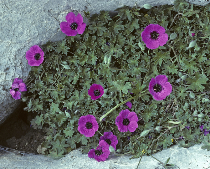 Geranium subcaulescens