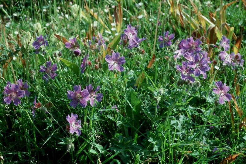 Geranium platypetalum?