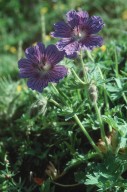 Geranium platypetalum?