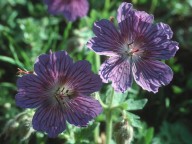 Geranium platypetalum?