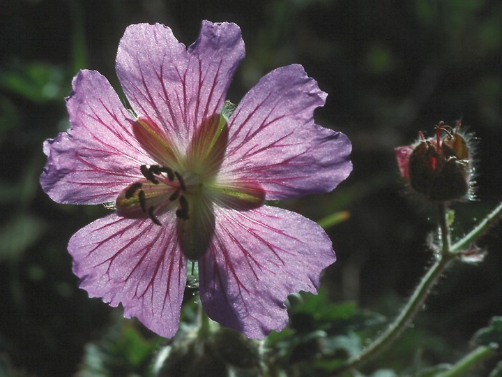 Geranium platypetalum?
