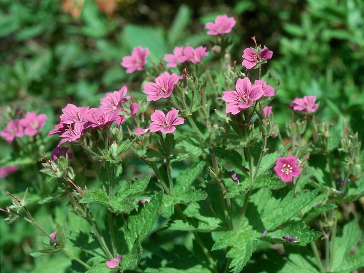 Geranium sp. 1