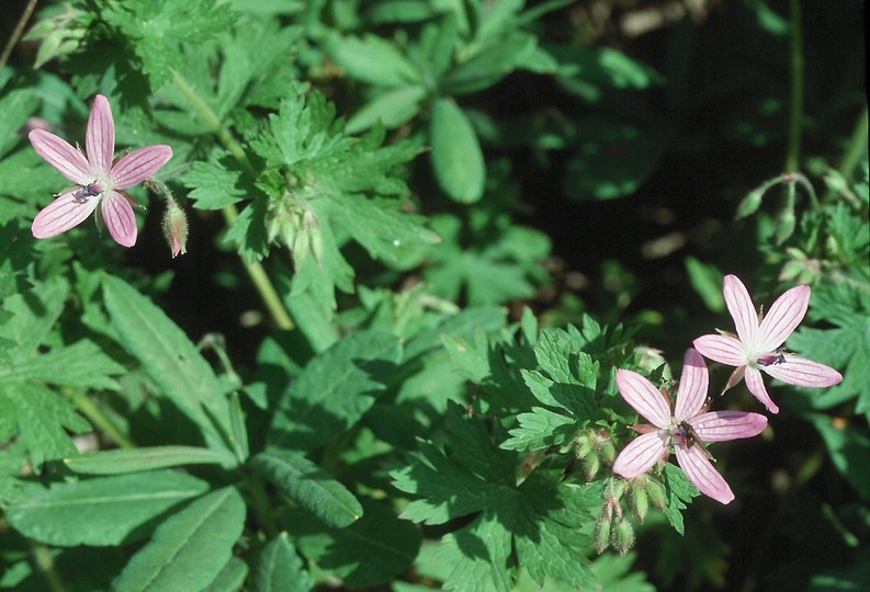 Geranium sp. 3