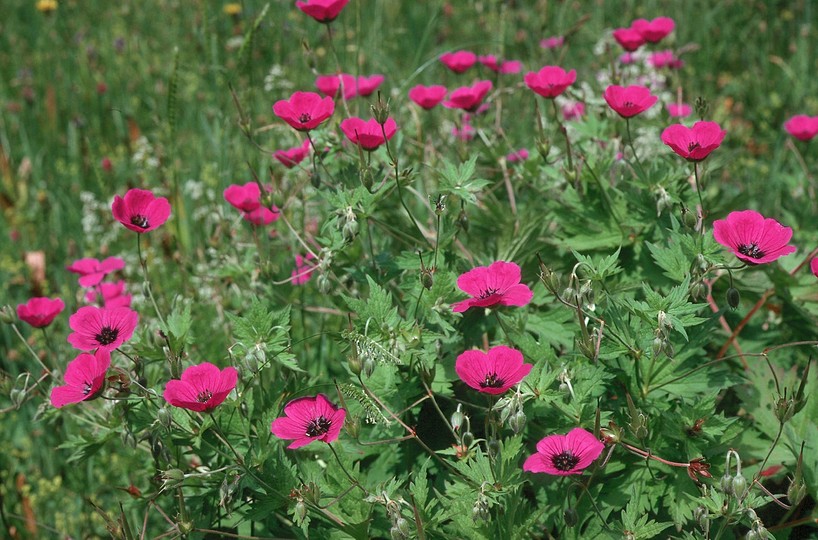 Geranium psilostemon