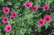 Geranium psilostemon