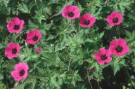 Geranium psilostemon