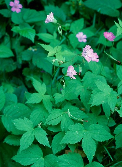 Geranium nodosum