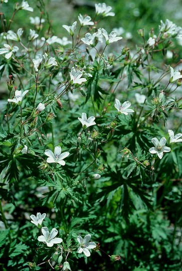 Geranium rivulare