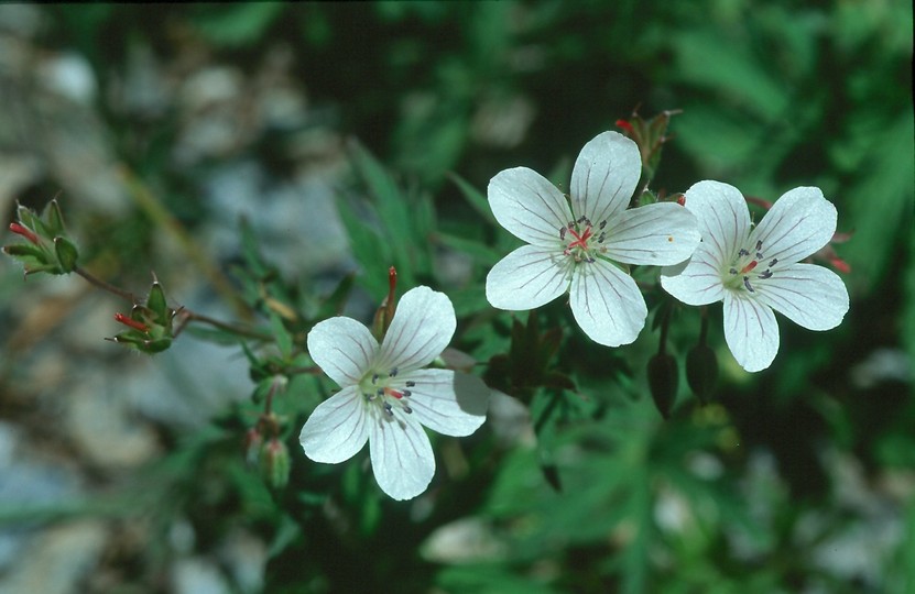 Geranium rivulare