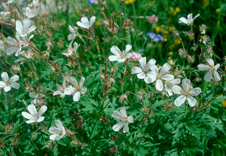 Geranium rivulare