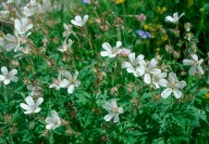 Geranium rivulare