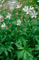 Geranium rivulare