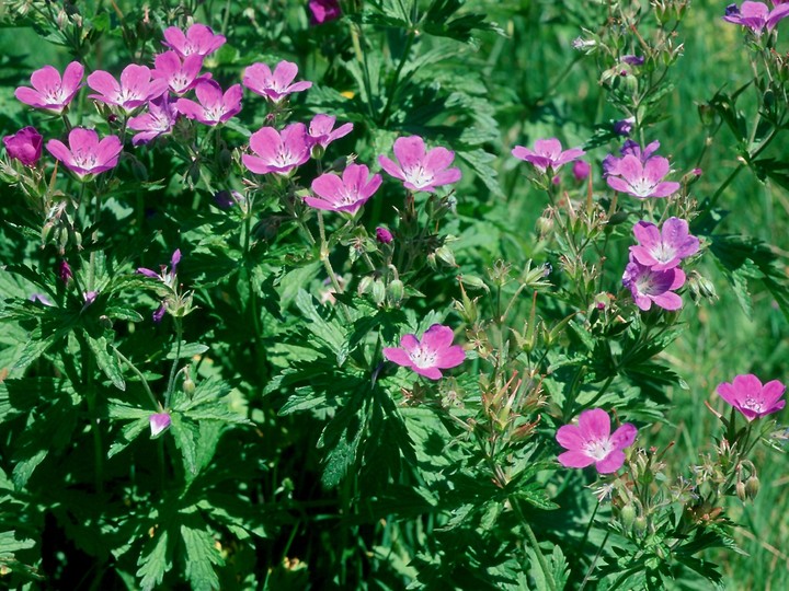 Geranium sylvaticum