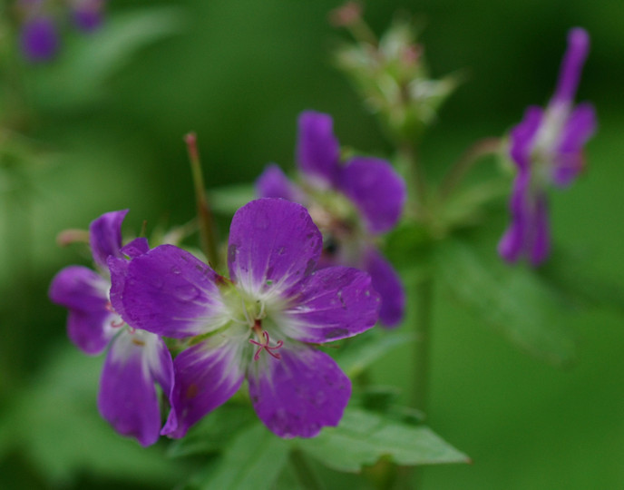 Geranium sylvaticum