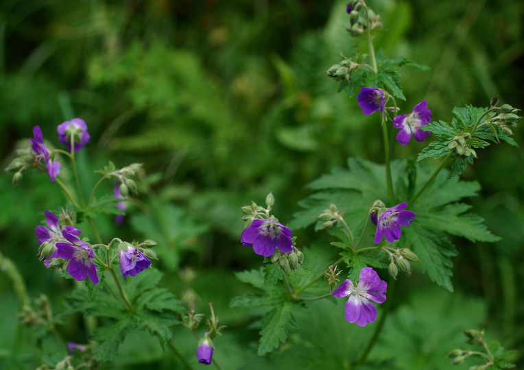 Geranium sylvaticum