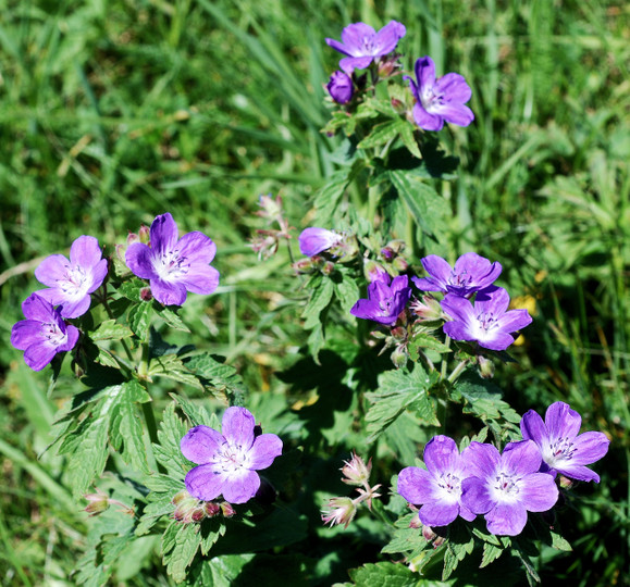 Geranium sylvaticum