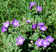 Geranium sylvaticum