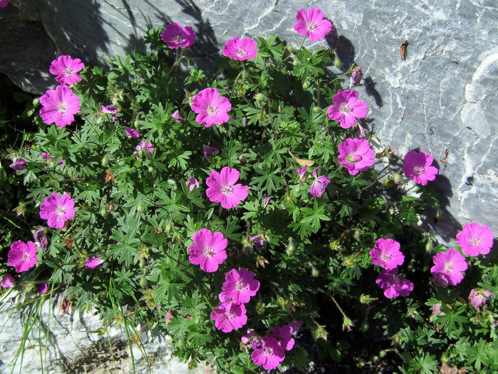 Geranium sanguineum